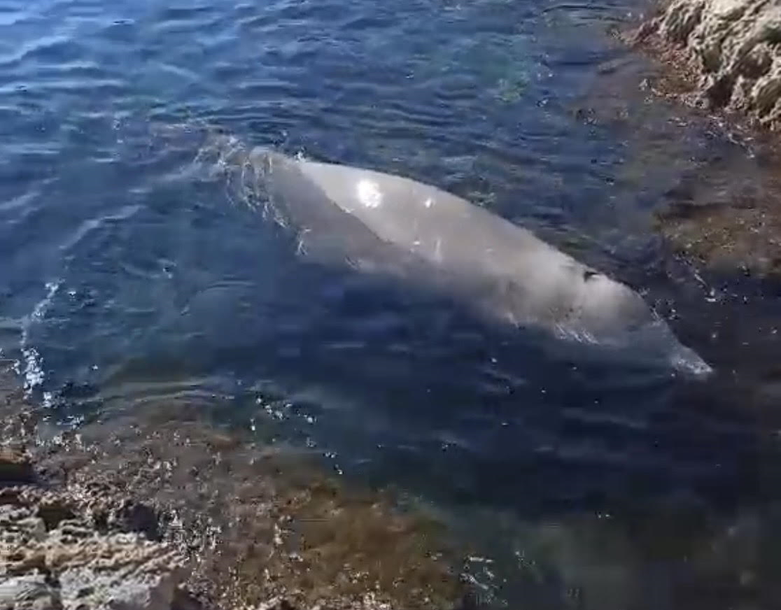 Απίστευτες εικόνες στον Άλιμο: Φάλαινα φυσητήρας εντοπίστηκε στα ρηχά