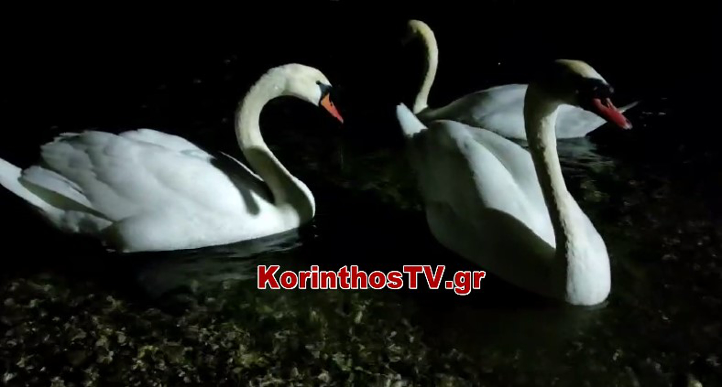 Κορινθία: Πανέμορφοι κύκνοι εμφανίστηκαν στο Καλαμάκι