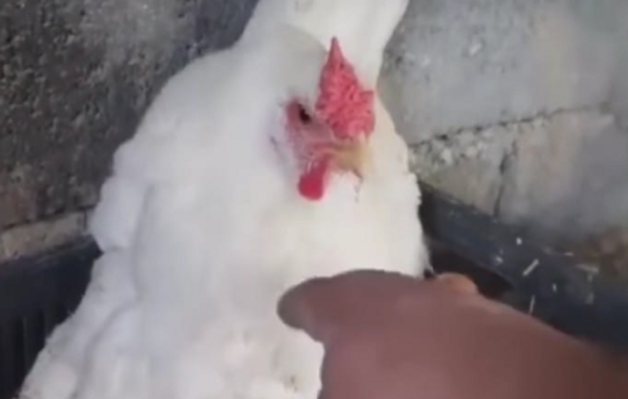 Κρήτη: Viral η κότα που κλωσσάει μικρά γατάκια – Τη σήκωσε και προσπαθούσε να το πιστέψει