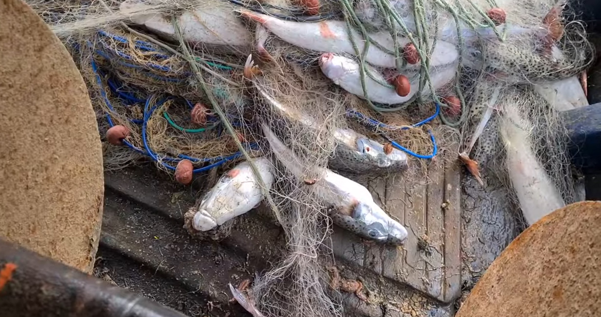 Κρήτη: Λαγοκέφαλοι στα δίχτυα και πάνω στο κατάστρωμα της τράτας – Η ψαριά που δύσκολα θα ξεχαστεί