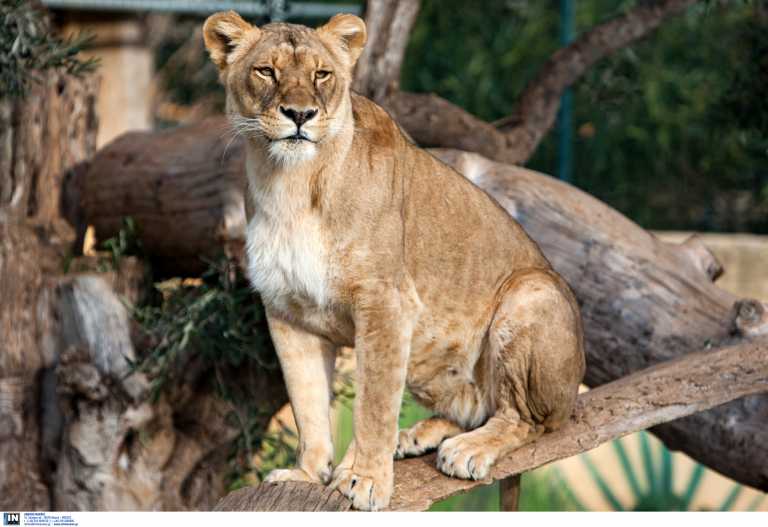 Κορονοϊός: Μολύνθηκαν λιοντάρια και πούμα στη Νότια Αφρική