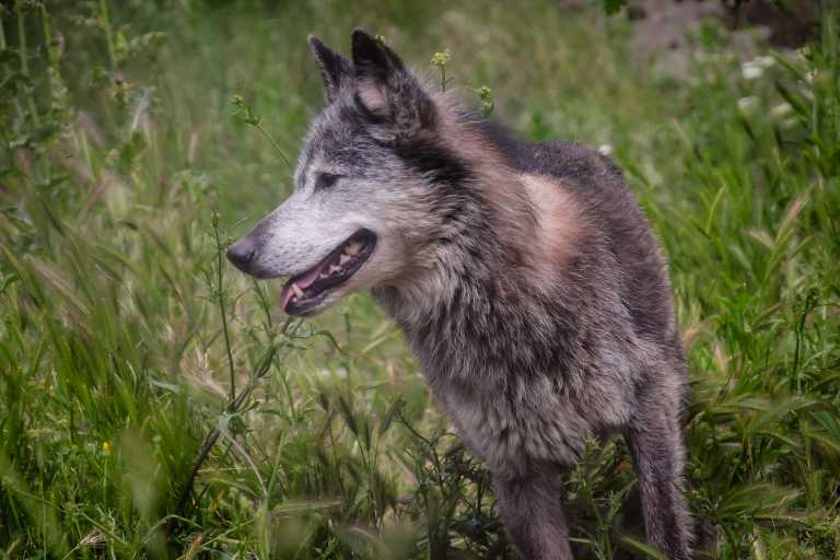 Δίστομο: Λύκος κόβει βόλτες ανάμεσα σε σπίτια – Δείτε το βίντεο που τράβηξε τη νύχτα περαστικός