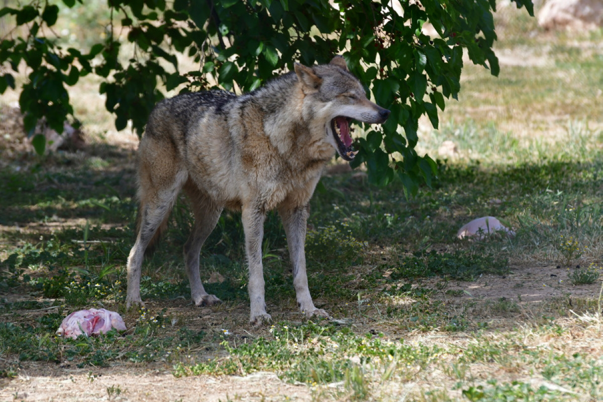 Θεσσαλονίκη: 70 οι λύκοι που ζουν στα ορεινά – Η ανάλυση ειδικών και οι επιθέσεις που προβληματίζουν