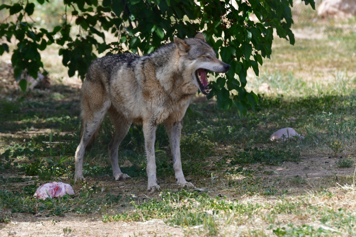 Λύκος στο Αττικό Ζωολογικό πάρκο, Τρίτη 22 Μαΐου 2018. Η Παγκόσμια Ημέρα Βιοποικιλότητας εορτάζεται κάθε χρόνο στις 22 Μαΐου, καθιερώθηκε το 1993 από τα Ηνωμένα Έθνη για την καλύτερη κατανόηση και ευαισθητοποίηση σε θέματα βιοποικιλότητας. Σύμφωνα με εκθέσεις του ΟΗΕ, το 12% του συνόλου των πτηνών του πλανήτη και το 10% των φυτών και των ζώων της Γης απειλούνται με εξαφάνιση, εξαιτίας των ανθρώπινων δραστηριοτήτων και της υποβάθμισης των βιοτόπων. Ο επιστήμονες προειδοποιούν ότι έως το 2050 θα έχει εξαφανιστεί το ένα τρίτο της πανίδας από τη Γη, εξαιτίας των κλιματικών αλλαγών. Στη χώρα μας απειλούνται με εξαφάνιση η καστανή αρκούδα, η μεσογειακή φώκια, η χελώνα καρέτα - καρέτα, η αγριόγατα, ο γυπαετός, η πέστροφα, ενώ σε κίνδυνο βρίσκονται ο λύκος, το τσακάλι, ο ασβός, το ζαρκάδι και το ελάφι. ΑΠΕ-ΜΠΕ