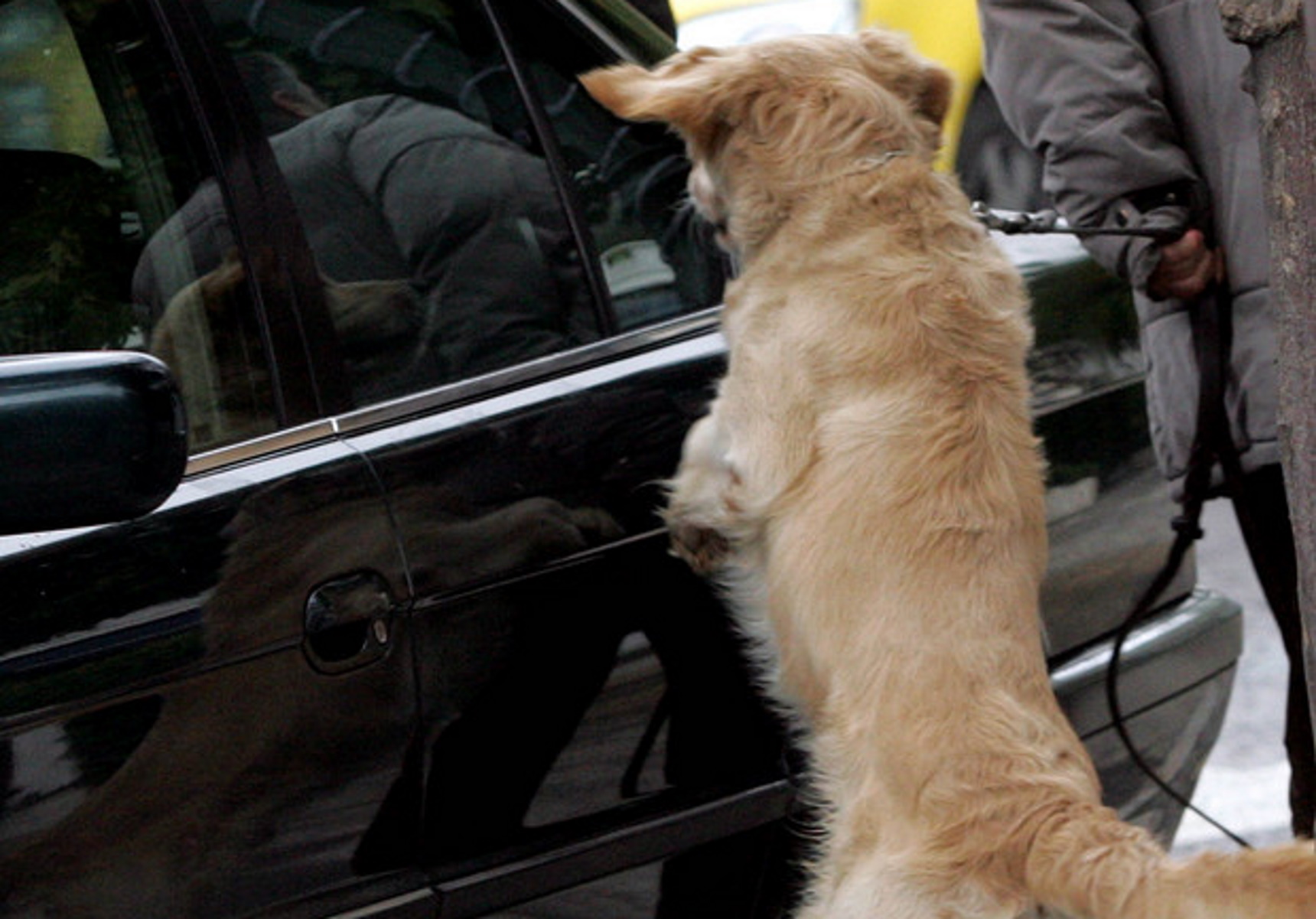 Ηράκλειο: Σκύλος της αστυνομίας ξετρύπωσε δύο κιλά ναρκωτικά – Χειροπέδες σε επιβάτη πλοίου