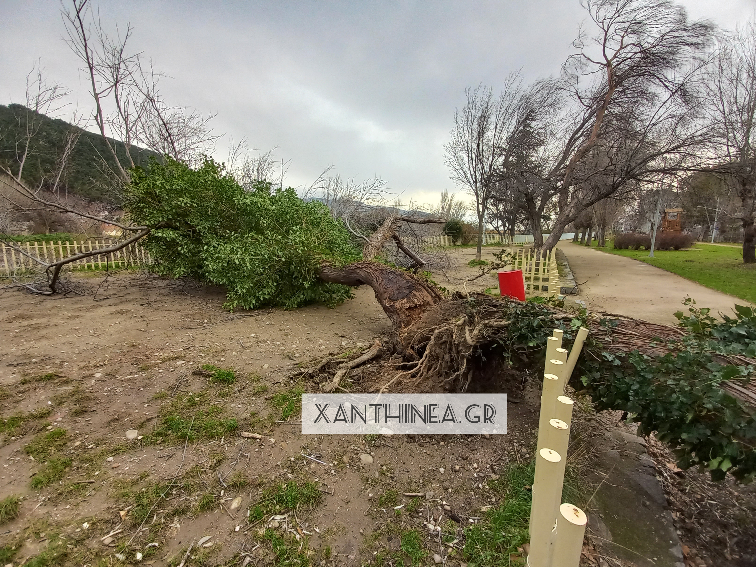 Καιρός – Ξάνθη: Καταστροφές από την κακοκαιρία «Διομήδης» – Έπεσαν δέντρα, τοίχος κατέστρεψε αυτοκίνητα