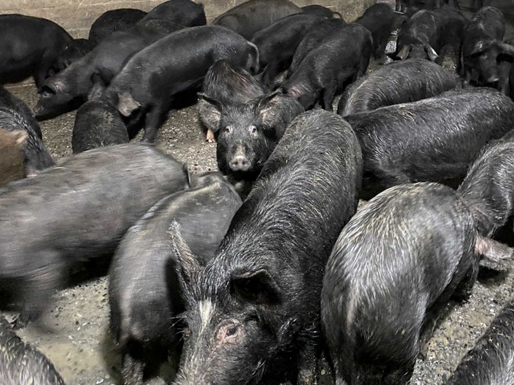 Γρεβενά: Μέσα στη φάρμα με τους μαύρους χοίρους – Τι αποκαλύπτει ο νεαρός κτηνοτρόφος για τα ζώα