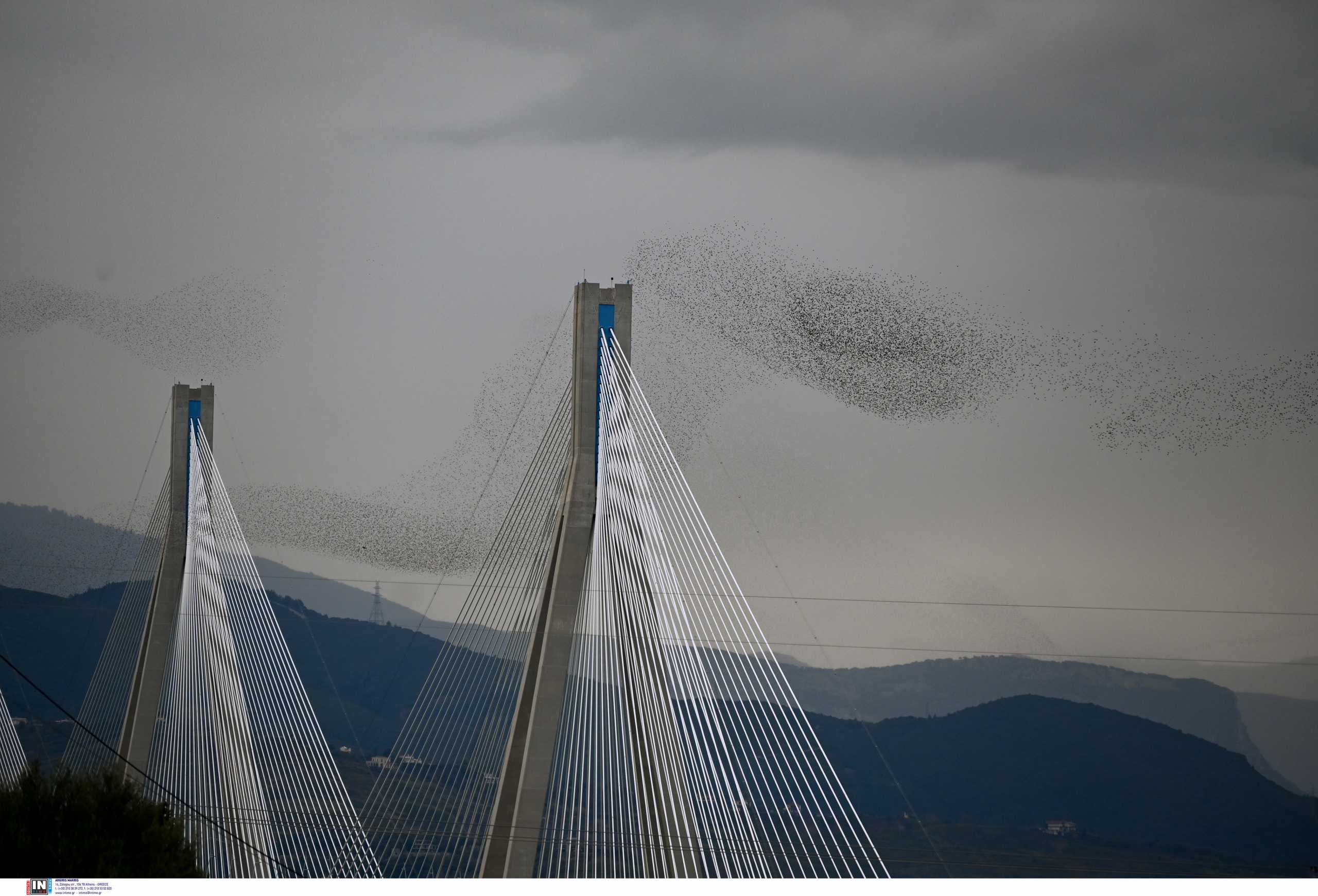Γέφυρα Ρίου – Αντιρρίου: Ψαρόνια σε εντυπωσιακούς σχηματισμούς μέσα από 7 καλλιτεχνικές φωτογραφίες