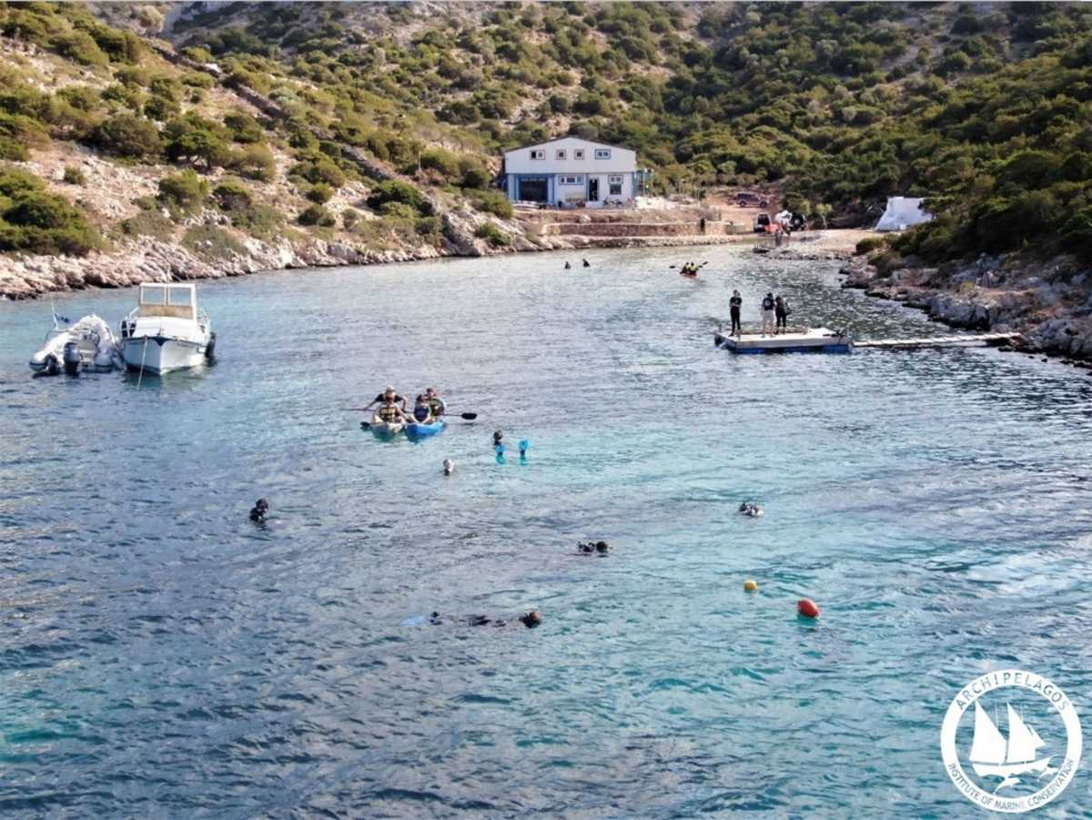 ¸íá óçìáíôéêü óôÜäéï ôçò äéáäéêáóßáò áíáäÜóùóçò èáëÜóóéùí ëéâáäéþí Ðïóåéäùíßáò ïëïêëçñþèçêå ëßãï ðñéí ôçí Ýíáñîç ôùí ðåñéïñéóôéêþí ìÝôñùí, áðü ôçí åñåõíçôéêÞ ïìÜäá ôïõ Éíóôéôïýôïõ ÈáëÜóóéáò Ðñïóôáóßáò Áñ÷éðÝëáãïò. Óå ìßá åðï÷Þ ðïõ Ý÷ïõìå ðëÝïí óõíçèßóåé íá áíáöåñüìáóôå ìïéñïëáôñéêÜ óôá åßäç æþùí êáé öõôþí ðïõ åîáöáíßæïíôáé ãéá ðÜíôá, åßíáé êáéñüò íá áñ÷ßóïõìå íá åðéêåíôñùíüìáóôå óôéò Ýìðñáêôåò ëýóåéò ãéá ôçí áíáóôñïöÞ áõôÞò ôçò êáôÜóôáóçò, áíôß íá ÷Üíïõìå ðïëýôéìï ÷ñüíï öëõáñþíôáò ãéá ôá ðñïâëÞìáôá ðïõ åìåßò ïé ßäéïé äçìéïõñãÞóáìå.
posidonia meadow

Ðáñüëï ðïõ ôá ëéâÜäéá Ðïóåéäùíßáò áðïôåëïýí ôï ðëÝïí ðñïóôáôåõüìåíï êáé ðáñáãùãéêü èáëÜóóéï ïéêïóýóôçìá ôçò Ìåóïãåßïõ, åìåßò óôçí ÅëëÜäá åðß ÷ñüíéá áíå÷üìáóôå ôçí êáôáóôñïöÞ ôïõò â åßôå ëüãù Üãíïéáò, åßôå ëüãù óõìöåñüíôùí - ÷ùñßò íá Ý÷ïõìå óõíåéäçôïðïéÞóåé ôçí áîßá ôïõò ùò áíáíôéêáôÜóôáôï öõóéêü ðüñï. Ðñéí íá åßíáé ðïëý áñãÜ ïöåßëïõìå íá áíáãíùñßóïõìå ôïõëÜ÷éóôïí ôï ïéêïíïìéêü êüóôïò ðïõ èá ðñïêáëÝóåé ç êáôáóôñïöÞ ôïõò óå åìÜò êáé óôéò åðüìåíåò ãåíéÝò.
 

ÌÝóá áðü ôç äéáäéêáóßá ôçò õðïâñý÷éáò áíáäÜóùóçò, ôï Éíóôéôïýôï Áñ÷éðÝëáãïò óôï÷åýåé íá äéáäþóåé ôçí ôå÷íïãíùóßá ðïõ Ý÷åé áíáðôýîåé, áëëÜ êáé íá åíèáññýíåé ôç öýôåõóç õðïâñý÷éùí êÞðùí Ðïóåéäùíßáò óå Üëëåò ðåñéï÷Ýò ôïõ Áéãáßïõ êáé ôçò Ìåóïãåßïõ. ¸ôóé óôï÷åýåé íá óõìâÜëåé óôçí áíáóôñïöÞ ôçò óõíå÷éæüìåíçò êáôáóôñïöÞò ôùí ëéâáäéþí Ðïóåéäùíßáò.

Êáèþò óôçí ÅëëÜäá äåí åöáñìüæåôáé êáíÝíá áðïôåëåóìáôéêü ìÝôñï ãéá ôçí ðñïóôáóßá ôïõò, ç êáôáóôñïöÞ ôùí èáëÜóóéùí ëéâáäéþí ðñïêáëåß ðïëõÜñéèìåò óçìáíôéêÝò åðéðôþóåéò, ð.÷.
óôçí áëéåßá: ìåéþíåôáé ç ðáñáãùãéêüôçôá ôùí áëéåõìÜôùí,
êáé óôïí ôïõñéóìü: ðñïêáëåßôáé äéÜâñùóç âäçë. åîáöÜíéóç- ðáñáëéþí, êÜôé ðïõ Ý÷åé Þäç ðáñáôçñçèåß óå ðïëëÝò ðåñéï÷Ýò ôçò ÅëëÜäáò.
Åðßóçò óôåñïýìáóôå áðü ôéò ðïëýôéìåò õðçñåóßåò ðïõ ðñïóöÝñïõí áõôÜ ôá óçìáíôéêÜ ïéêïóõóôÞìáôá ãéá ôïí ðåñéïñéóìü ôùí áðïôåëåóìÜôùí ôçò êëéìáôéêÞò áëëáãÞò.
 
Ôï ëïõëïýäé ôçò Ðïóåéäùíßáò. Ùò áíþôåñï öõôü êáé ü÷é öýêïò, ç Ðïóåéäùíßá áíèïöïñåß ìßá öïñÜ áíÜ ëßãá ÷ñüíéá

Áîéïóçìåßùôï åß