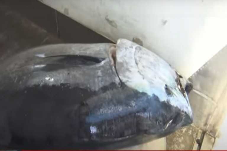 Έπιασαν το ψάρι της 10ετίας στο Ιόνιο Πέλαγος – Έναν τόνο 390 κιλά μήκους 3 μέτρων