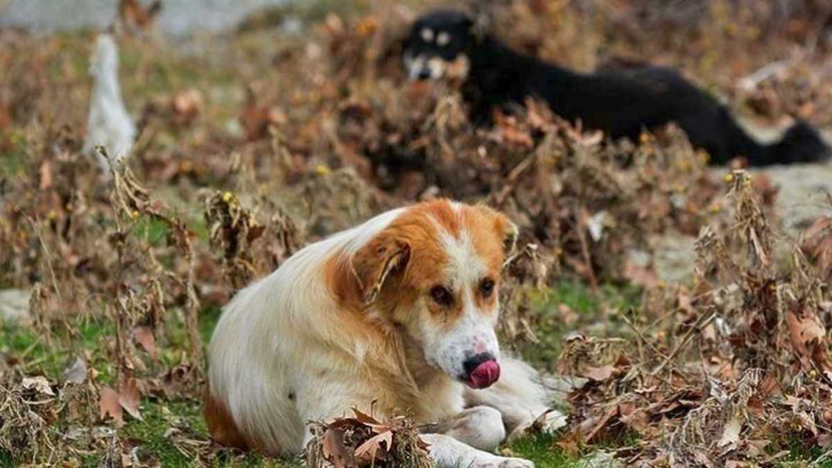 Βόλος: «Τα αδέσποτα σκυλιά θα με έτρωγαν ζωντανή» – Εφιάλτης στη μέση του δρόμου για άτυχη γυναίκα