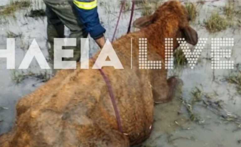 Αχαΐα: Αγελάδες βούλιαξαν σε βούρκο – Θλιβερό τέλος παρά τις προσπάθειες της ΕΜΑΚ