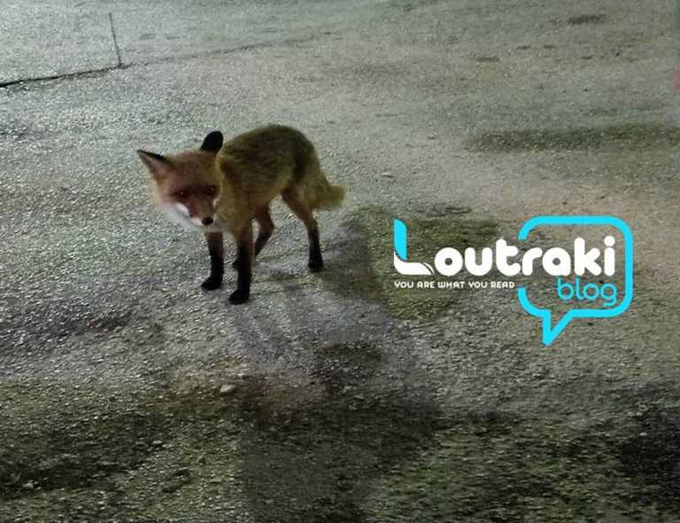 Λουτράκι: Αυτή είναι η αλεπού που μπήκε καμαρωτή σε αυλή και έφαγε από τα χέρια του ιδιοκτήτη