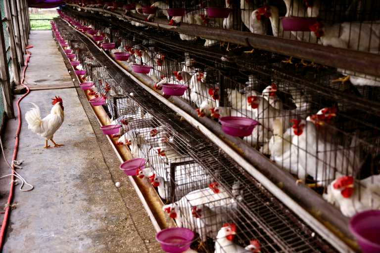 Ισπανία: Σφαγιάστηκαν πάνω από 130.000 κότες εξαιτίας της γρίπης των πτηνών