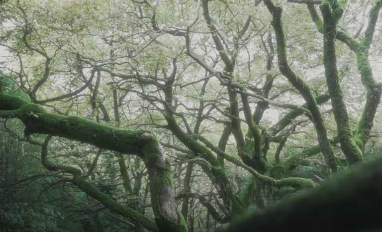 Μονοπάτι του Ασκληπιού: Το πιο μυστηριώδες δάσος της χώρας με τα δέντρα που παγώνουν το αίμα