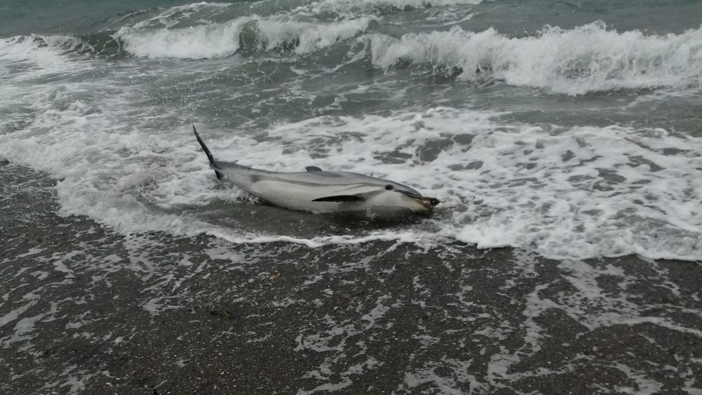 Λέσβος: Η στιγμή που τα κύματα βγάζουν στην ακτή τραυματισμένο δελφίνι – Σκληρές εικόνες στο σημείο