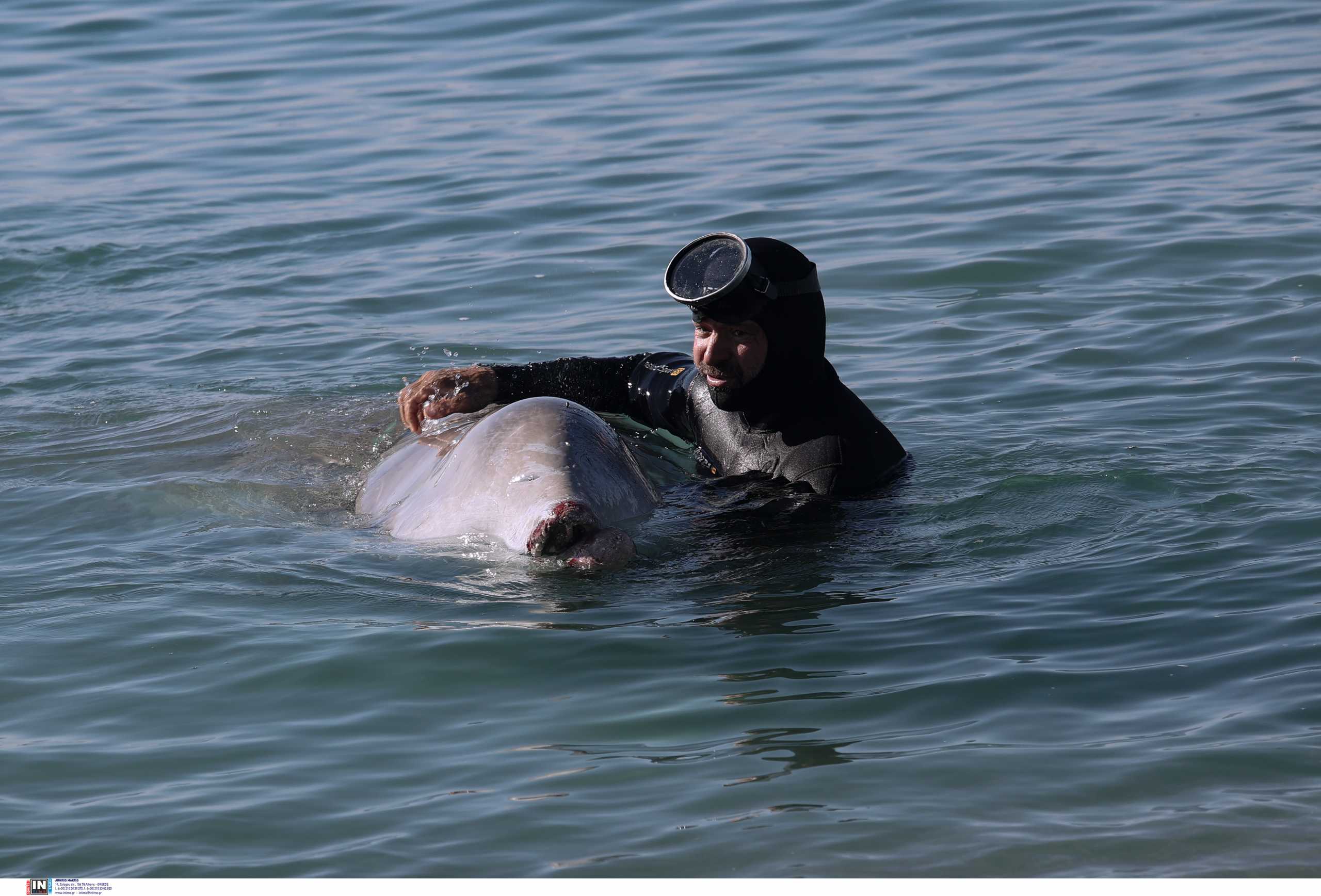 Φάλαινα «Ζιφιός»: Τι έδειξε η νεκροψία – Το χρόνιο νόσημα που έπασχε ο «Σωτήρης»