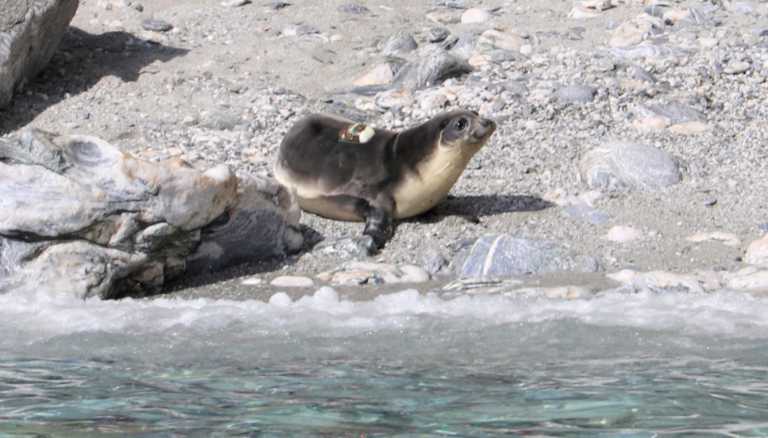 Απελευθέρωση μεσογειακής φώκιας - Η νεαρή «Εύη» κολυμπά ασφαλής στην προστατευόμενη περιοχή της Γυάρου