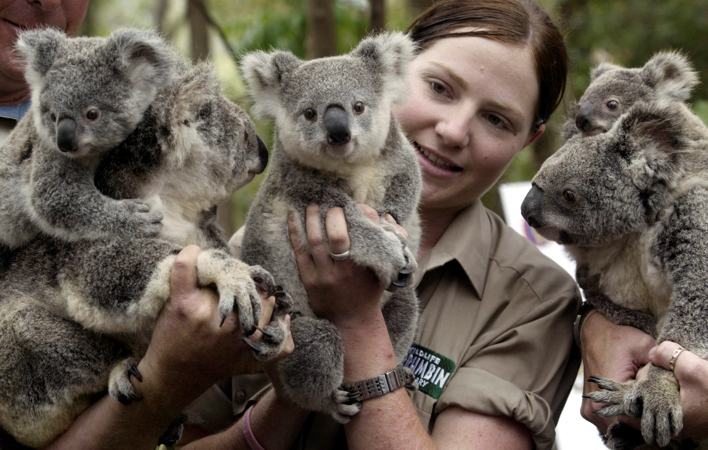 FILE PHOTO: Wildlife officer Lindy Thomas poses with koalas and their joeys produced by artificial insemination at Currumbin Wildlife Sanctuary, Gold Coast, October 30, 2006. REUTERS