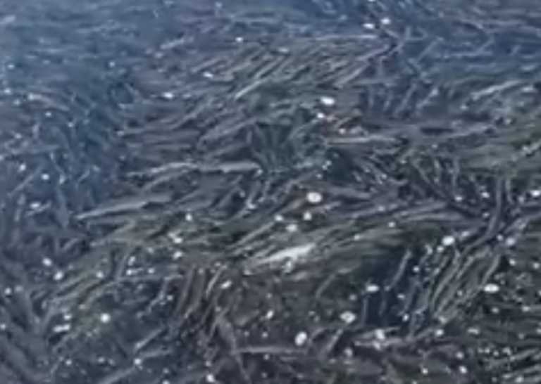 Αλεξανδρούπολη: Η στιγμή που χιλιάδες ψάρια ανεβαίνουν μαζικά στην επιφάνεια της θάλασσας