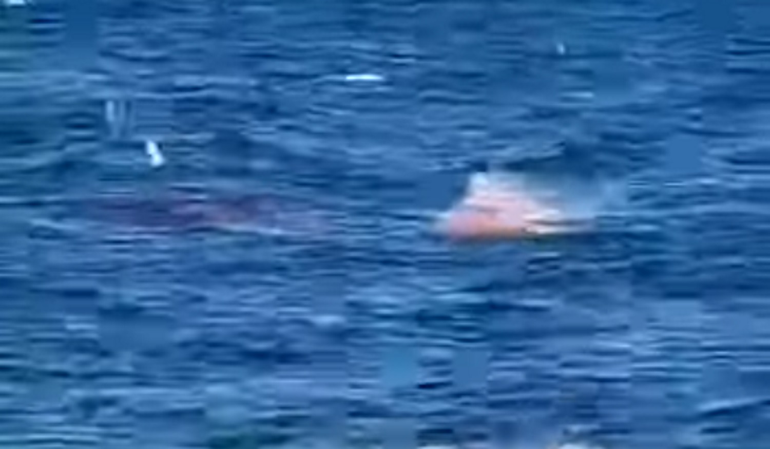 Αυστραλία: Η στιγμή της επίθεσης καρχαρία σε κολυμβητή – «Αυτό είναι τρελό» φώναζε αυτόπτης μάρτυρας