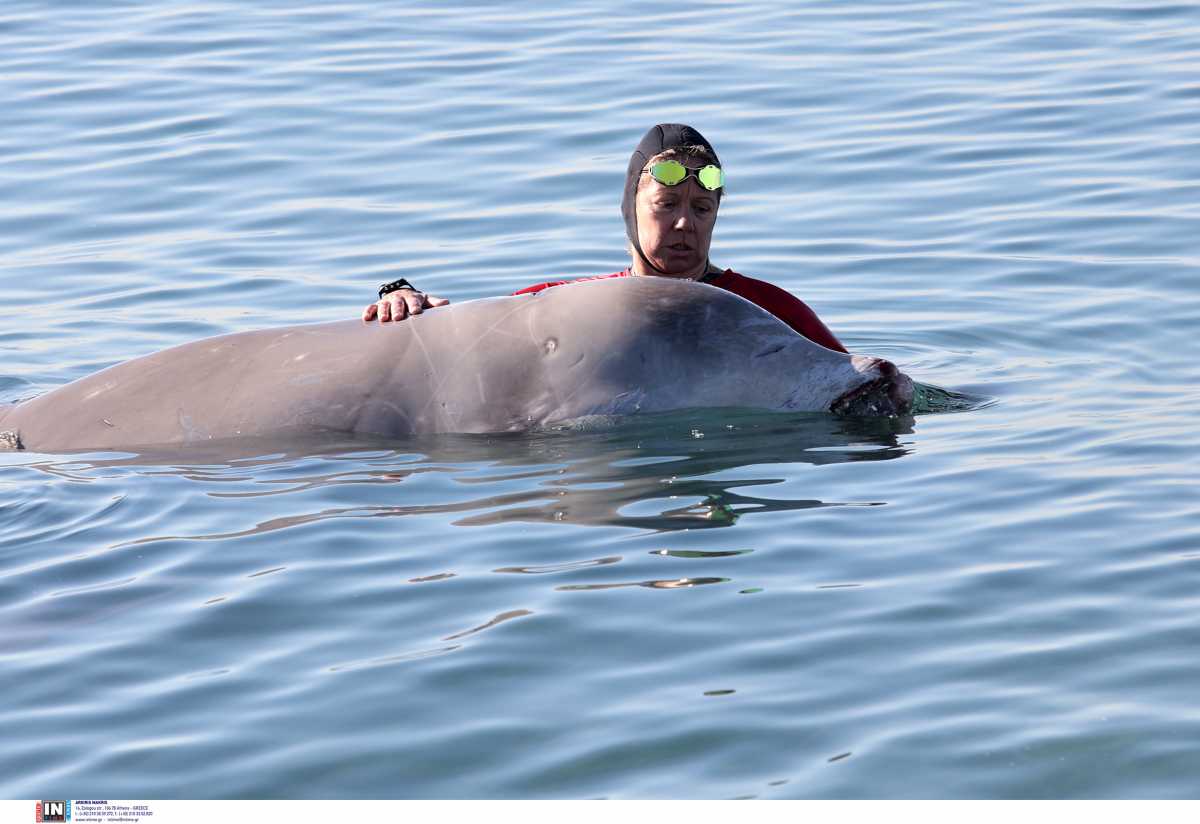 Φάλαινα «Ζιφιός»: «Στήθηκε σόου» – Καταγγελίες για την περίθαλψη του κήτους στον Άλιμο