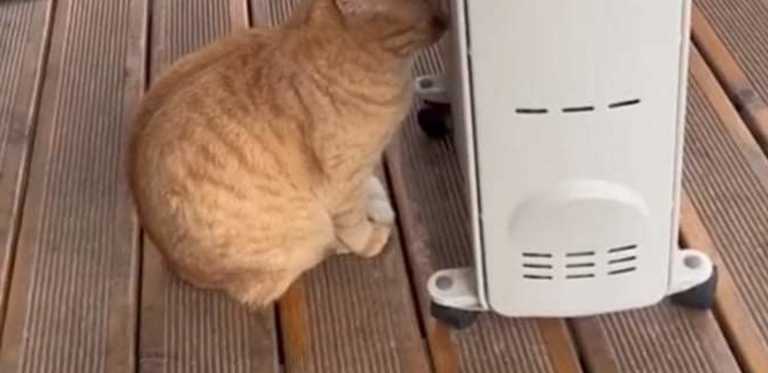 Κρήτη: Γάτα «κολλάει» στο ζεστό καλοριφέρ και γίνεται viral