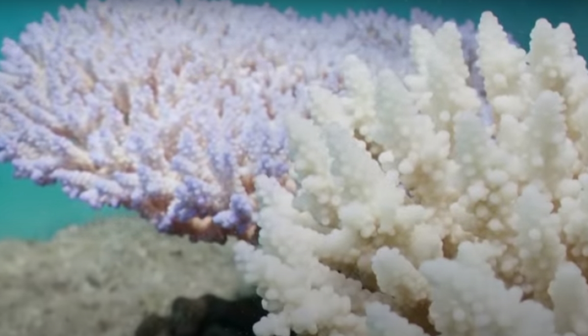 Αυστραλία: «Πεθαίνει» ο κοραλλιογενής ύφαλος λόγω υψηλών θερμοκρασιών – Ακόμη μια εκτεταμένη λεύκανση