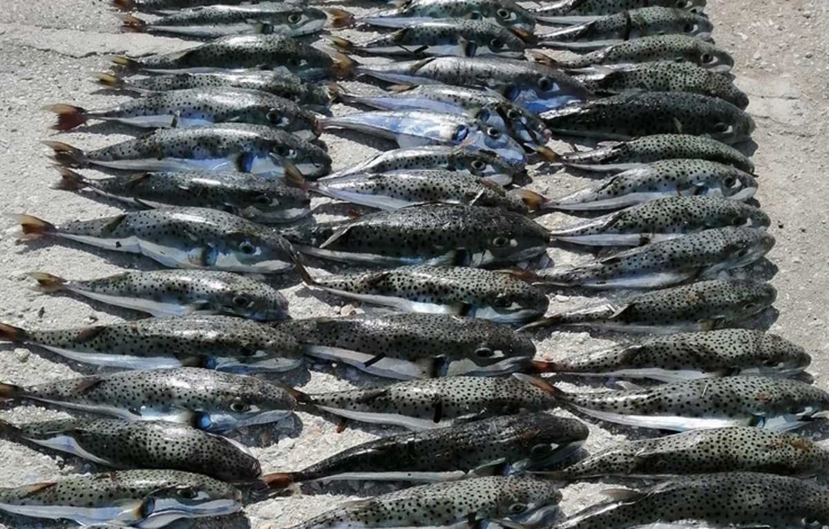 Λαγοκέφαλοι στην Κρήτη: 300 κιλά στα δίχτυα του ψαρά – Οι εικόνες που είναι αδύνατον να περάσουν απαρατήρητες