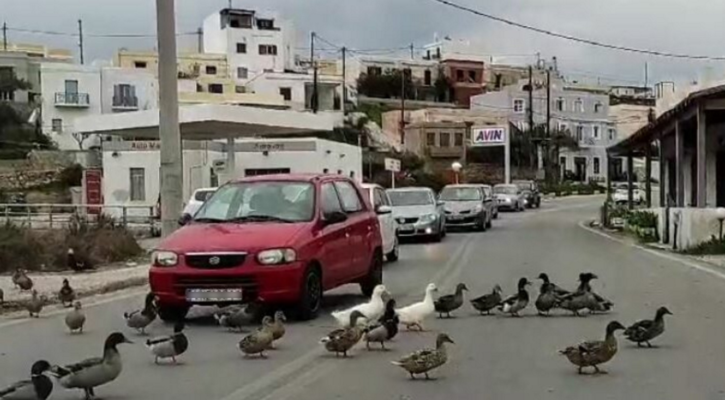 Σύρος: Προτεραιότητα στις πάπιες – Οι πιο όμορφες εικόνες της ημέρας σε δρόμο του νησιού