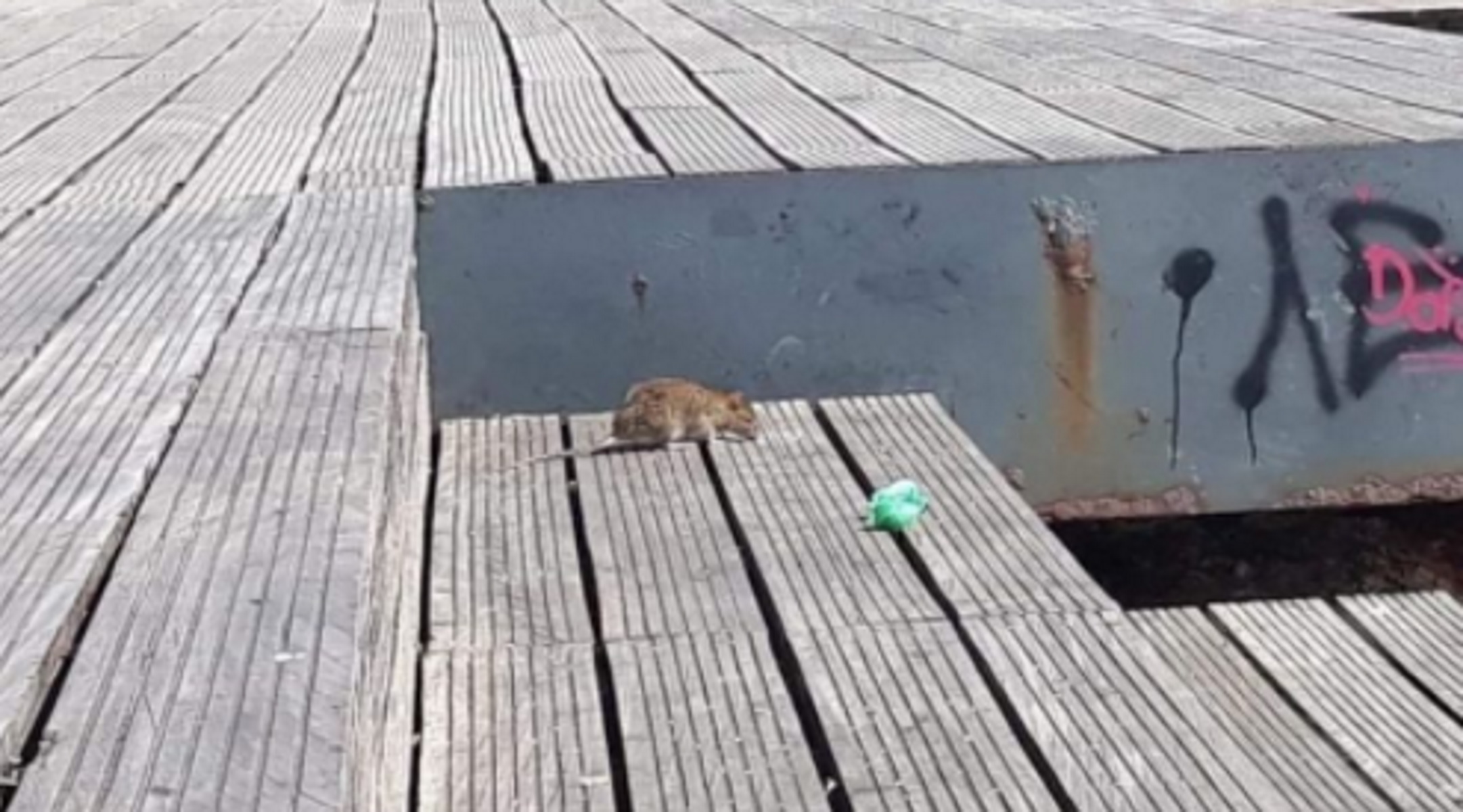 Ποντίκια βολτάρουν στο κέντρο της Θεσσαλονίκης – «Κλείστε μπαλκονόπορτες»