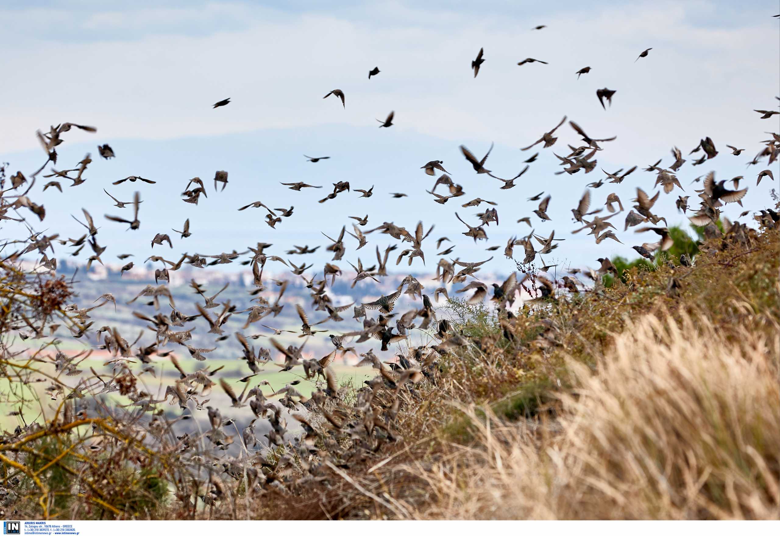 Λίμνη Παμβώτιδα: Συναγερμός για το πρώτο κρούσμα του ιού της γρίπης των πτηνών