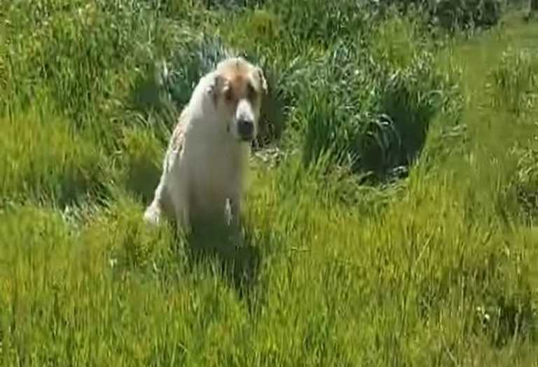 Εύοσμος: Έκοψαν με ψαλίδι το αυτί σκυλίτσας – Είναι κομμένη και η ουρά της