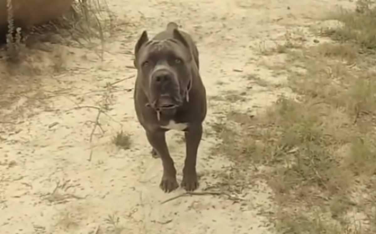 Ηράκλειο: Απροσπέλαστος από αγέλη αδέσποτων σκύλων ο δρόμος στην περιοχή των ΤΕΙ – Δείτε το βίντεο