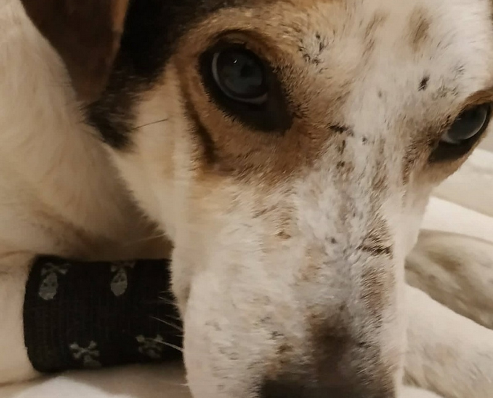 Ο αδέσποτος σκύλος και η γλυκιά ιστορία του – Το «φάντασμα» που πια δεν τρομάζει κανέναν