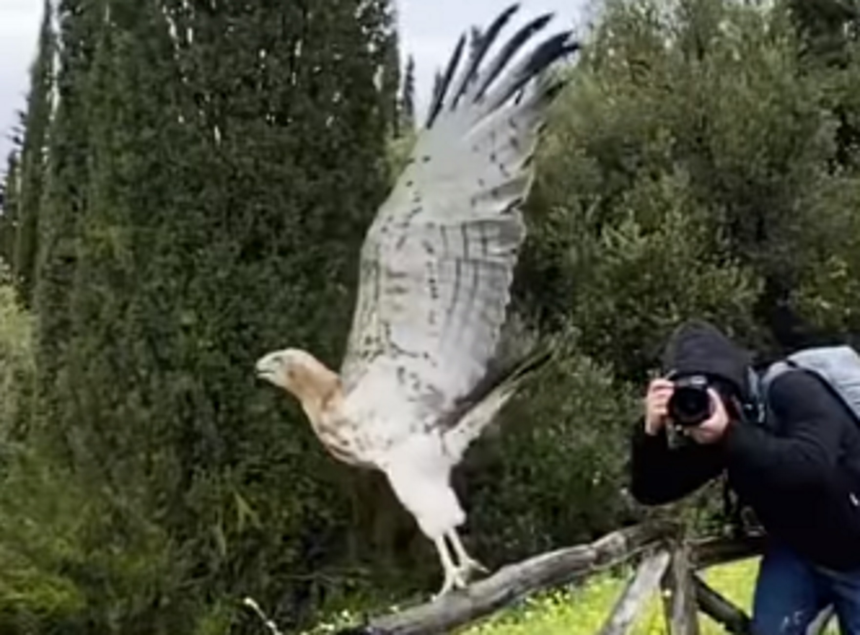 Καισαριανή: Το εκπληκτικό άλμα που κάνει αετός ελεύθερος και δυνατός – Καθηλώνει το πανέμορφο βίντεο