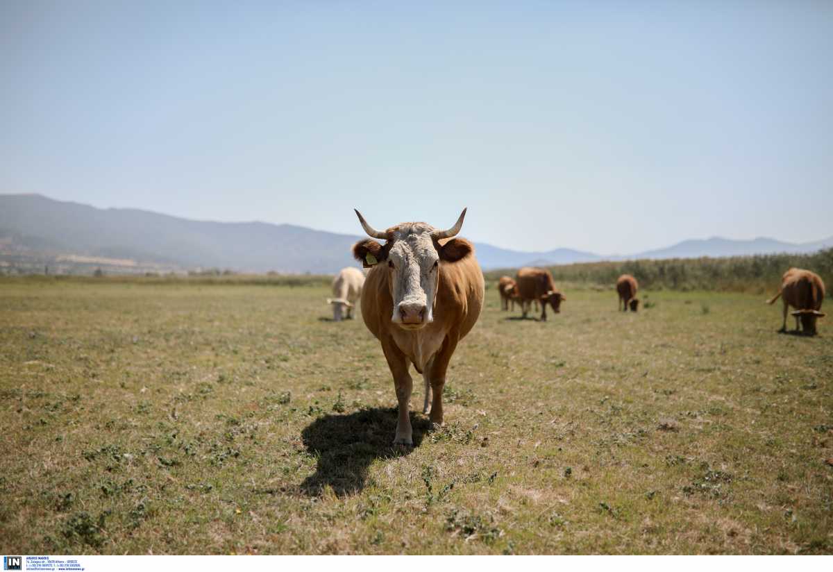 Γαλλία: Σκνίπα που πέρασε στην Ευρώπη από τη Μεσόγειο μεταδίδει ιό που μπορεί να σκοτώσει βοοειδή