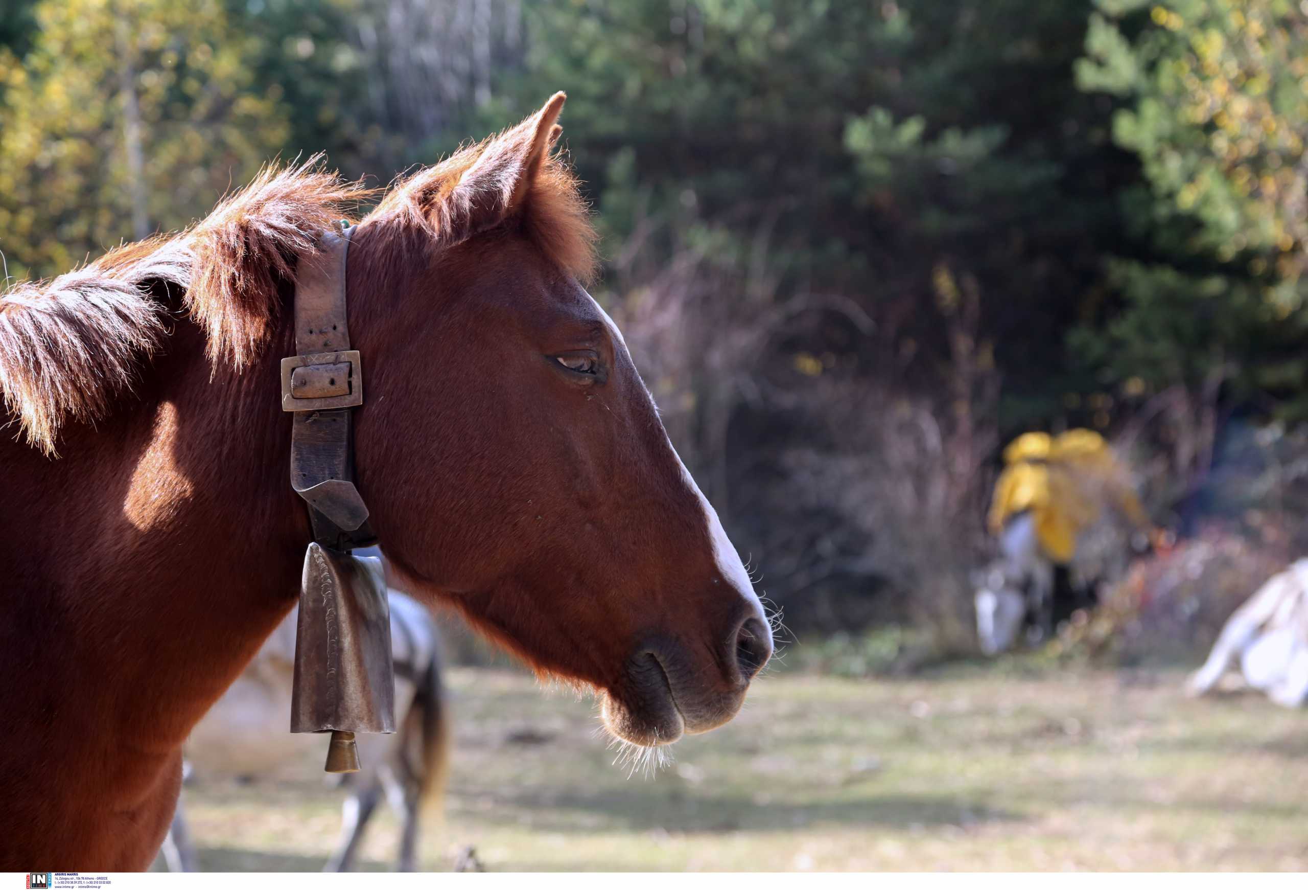 Ναυπακτία: Χαροπαλεύουν δύο νέα παιδιά όταν το μηχανάκι που επέβαιναν συγκρούστηκε με αφηνιασμένο άλογο