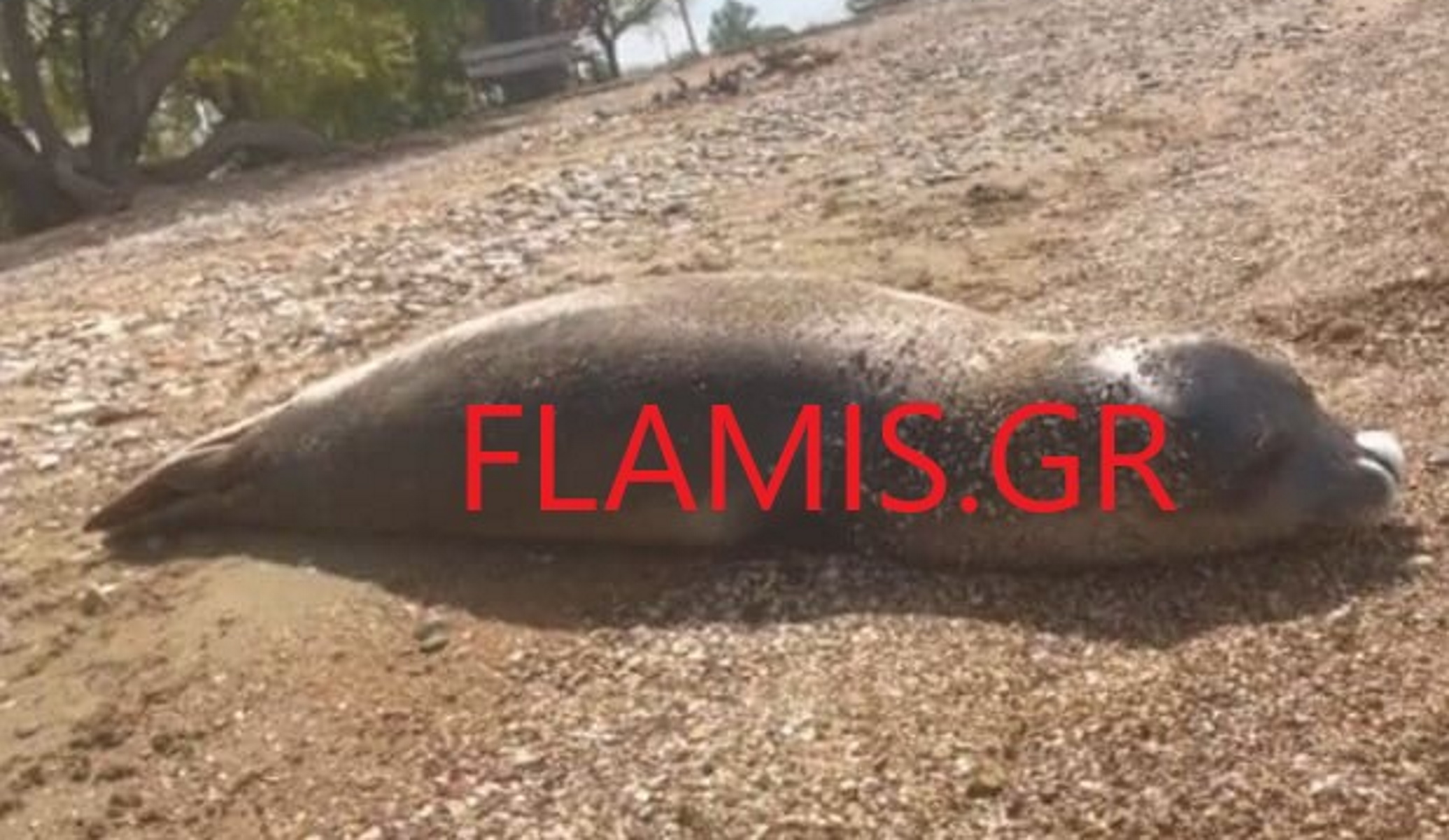 Πάτρα: Ένα από τα σπανιότερα θηλαστικά ξεβράστηκε στην ακτή – Απόκοσμη εικόνα