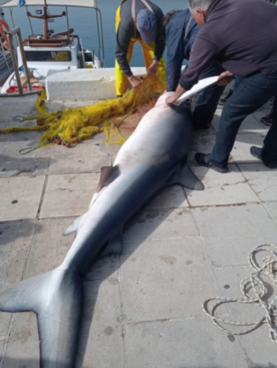 Ψάρεψαν καρχαρία 4 μέτρων και βάρους 1 τόνου – Εικόνες από τη μεγάλη ψαριά