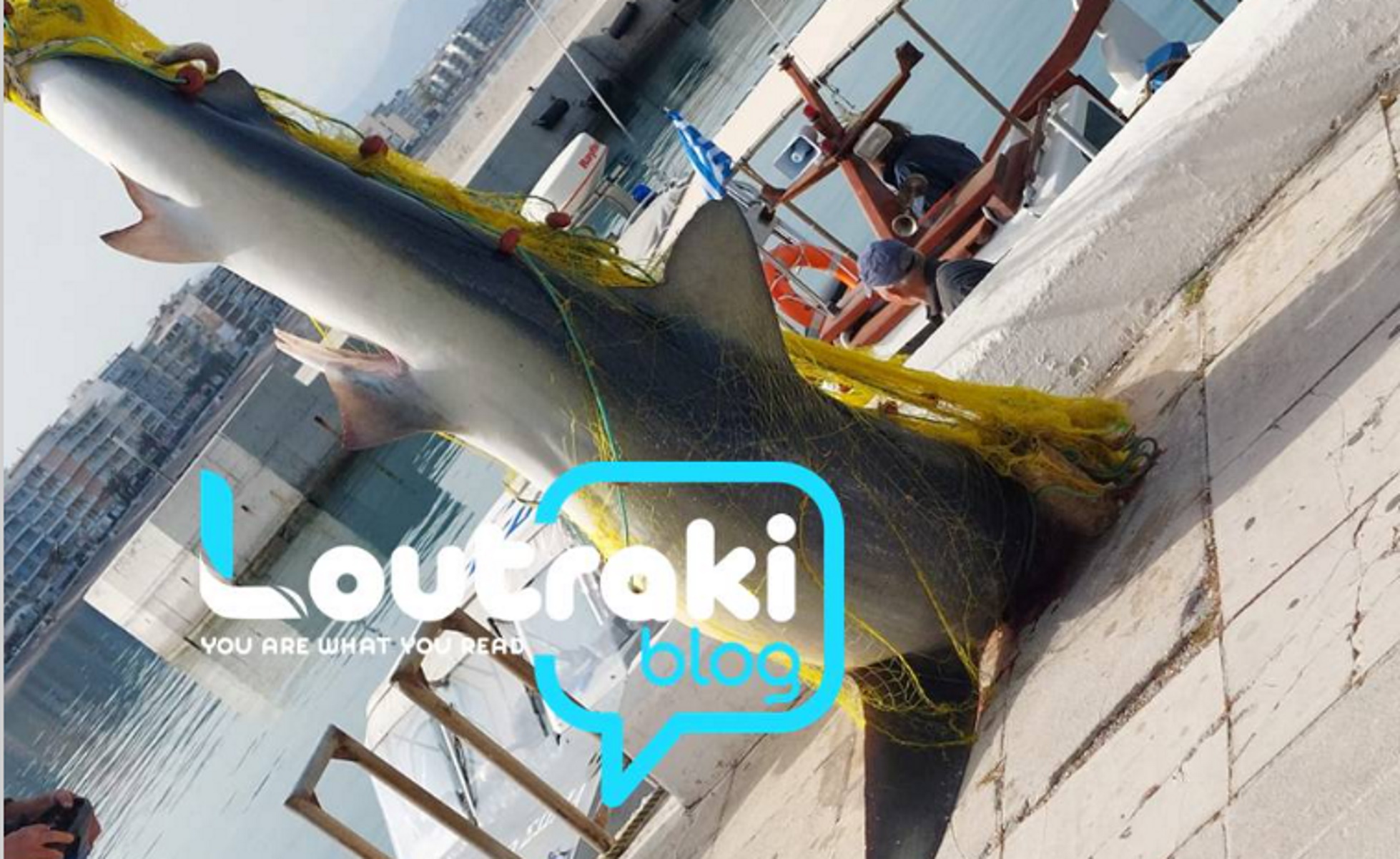 Λουτράκι: Ψάρεψαν καρχαρία 4 μέτρων και βάρους 1 τόνου – Εικόνες από τη μεγάλη ψαριά