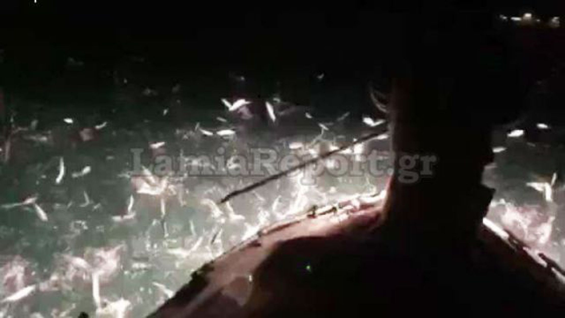 Φθιώτιδα: Ψαράδες έπεσαν σε κοπάδι και οι απίστευτες εικόνες τους έκαναν να μιλούν για θαύμα