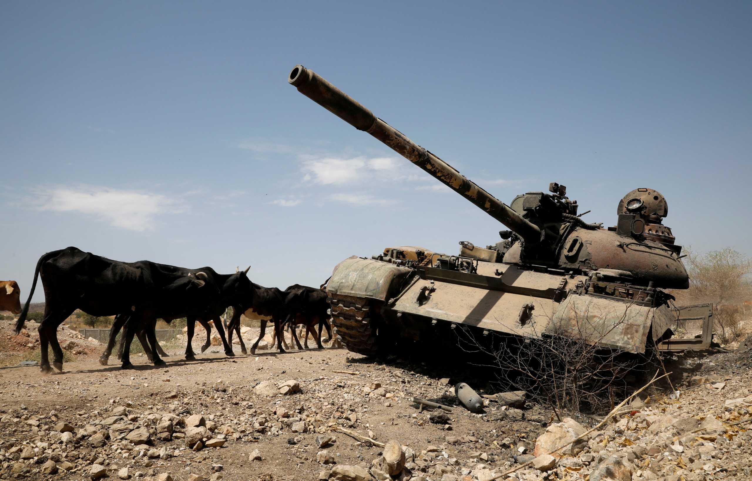FILE PHOTO: Cows walk past a tank damaged in fighting between Ethiopian government and Tigray forces, near the town of Humera, Ethiopia, March 3, 2021. Picture taken March 3, 2021