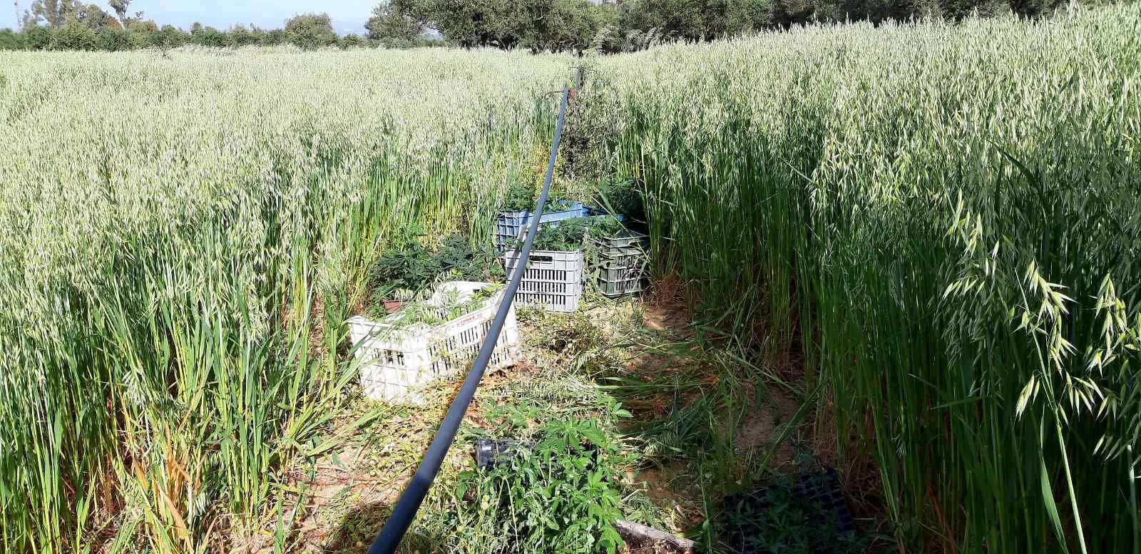 Ηράκλειο: Μπήκαν στο χωράφι του και είδαν αυτές τις εικόνες – Η στιγμή που τον έπιασαν στα πράσα