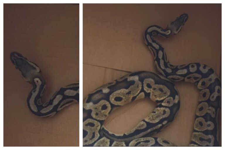 Αγία Παρασκευή: Πύθωνας έκανε βόλτες σε σαλόνι διαμερίσματος