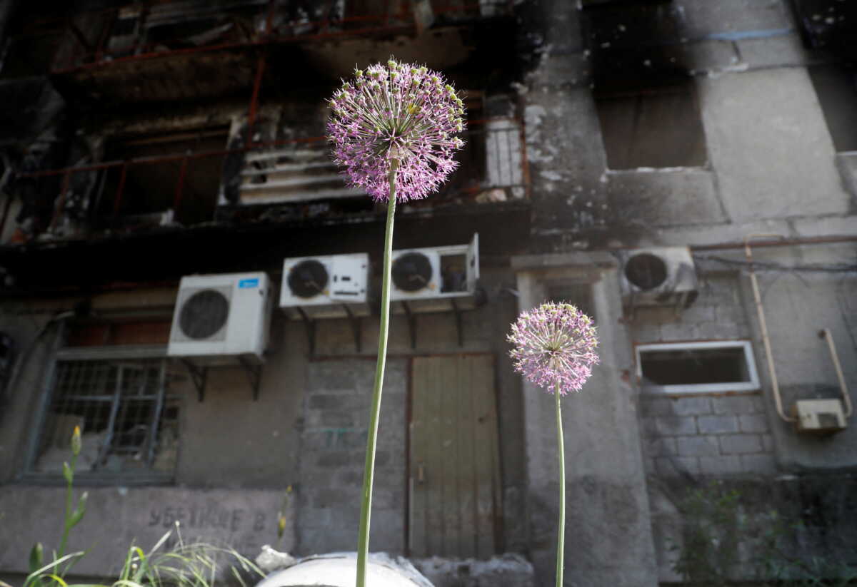Plants grow in front of a residential building heavily damaged during Ukraine-Russia conflict in the southern port city of Mariupol, Ukraine May 30, 2022. REUTERS