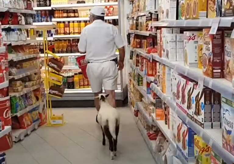 Μήλος: Viral το πρόβατο που πηγαίνει για ψώνια σε σούπερ μάρκετ – Παντού και πάντα με τον ιδιοκτήτη της