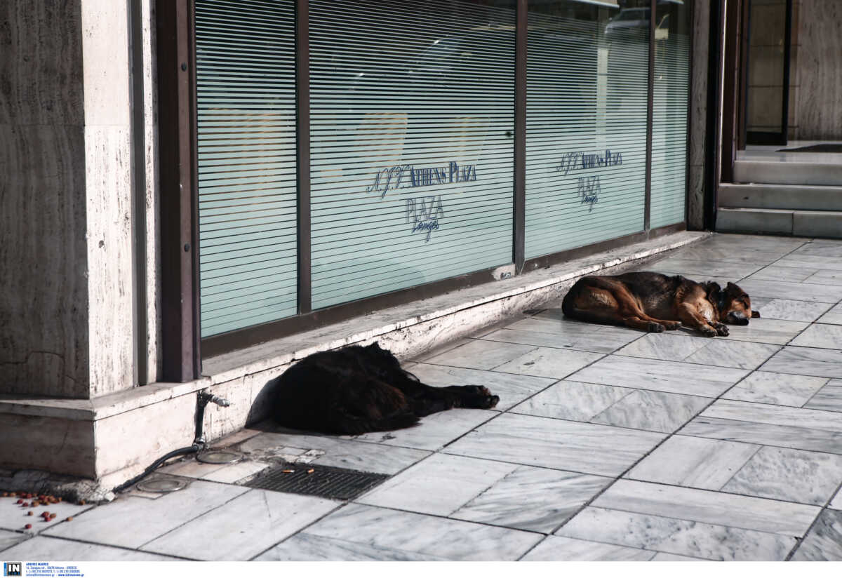 Βόλος: Σκότωσαν πέντε σκυλάκια – Μάχη για τη ζωή τους δίνουν ακόμη δύο
