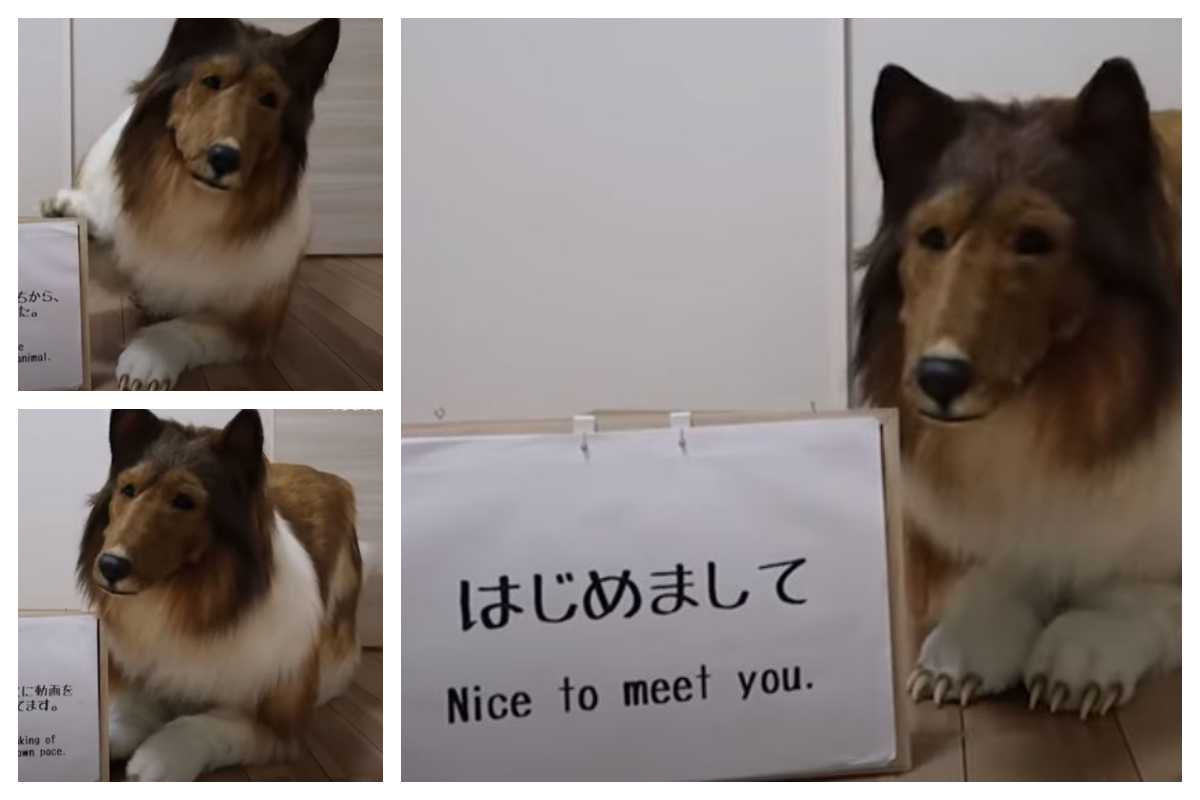 Ιαπωνία: Έδωσε 14.000 ευρώ για να αγοράσει ρεαλιστική στολή σκύλου – «Ονειρευόταν να γίνει ζώο»