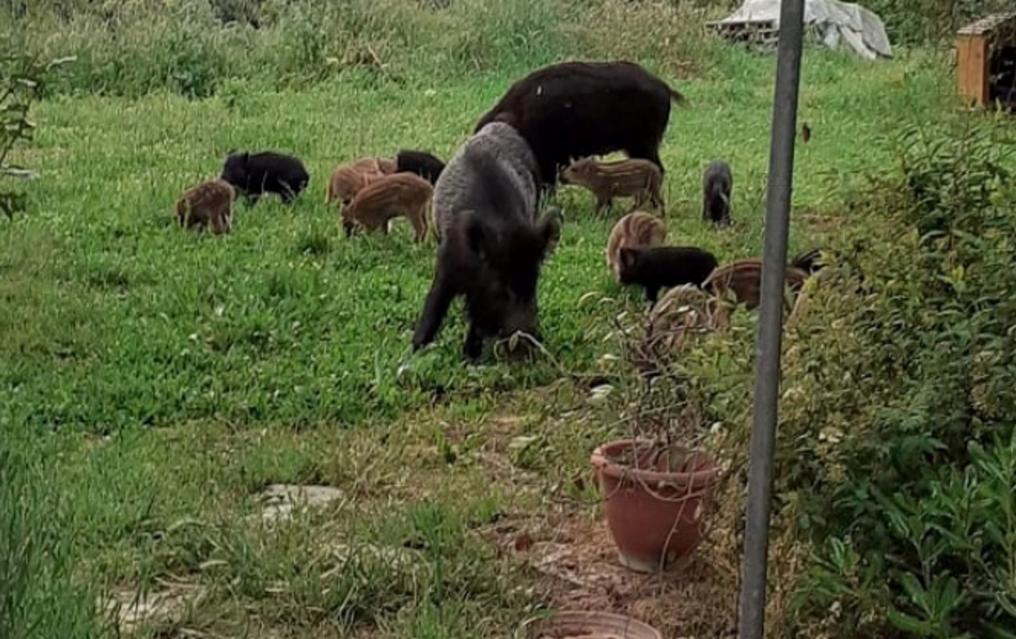 Θεσσαλονίκη: Μεγάλη οικογένεια από αγριογούρουνα έκανε κατάληψη σε περιοχή μέσα στο Πανόραμα